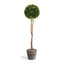 Napa Preserved boxwood BOXWOOD SINGLE SPHERE TOPIARY DROP-IN 24"