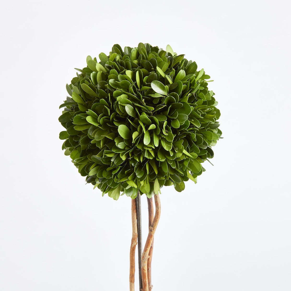Napa Preserved boxwood BOXWOOD SINGLE SPHERE TOPIARY DROP-IN 24"