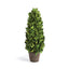 Napa Preserved boxwood BOXWOOD CONE TOPIARY DROP-IN 12"