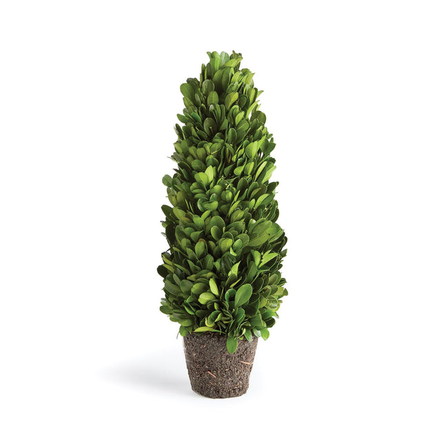 Napa Preserved boxwood BOXWOOD CONE TOPIARY DROP-IN 12"