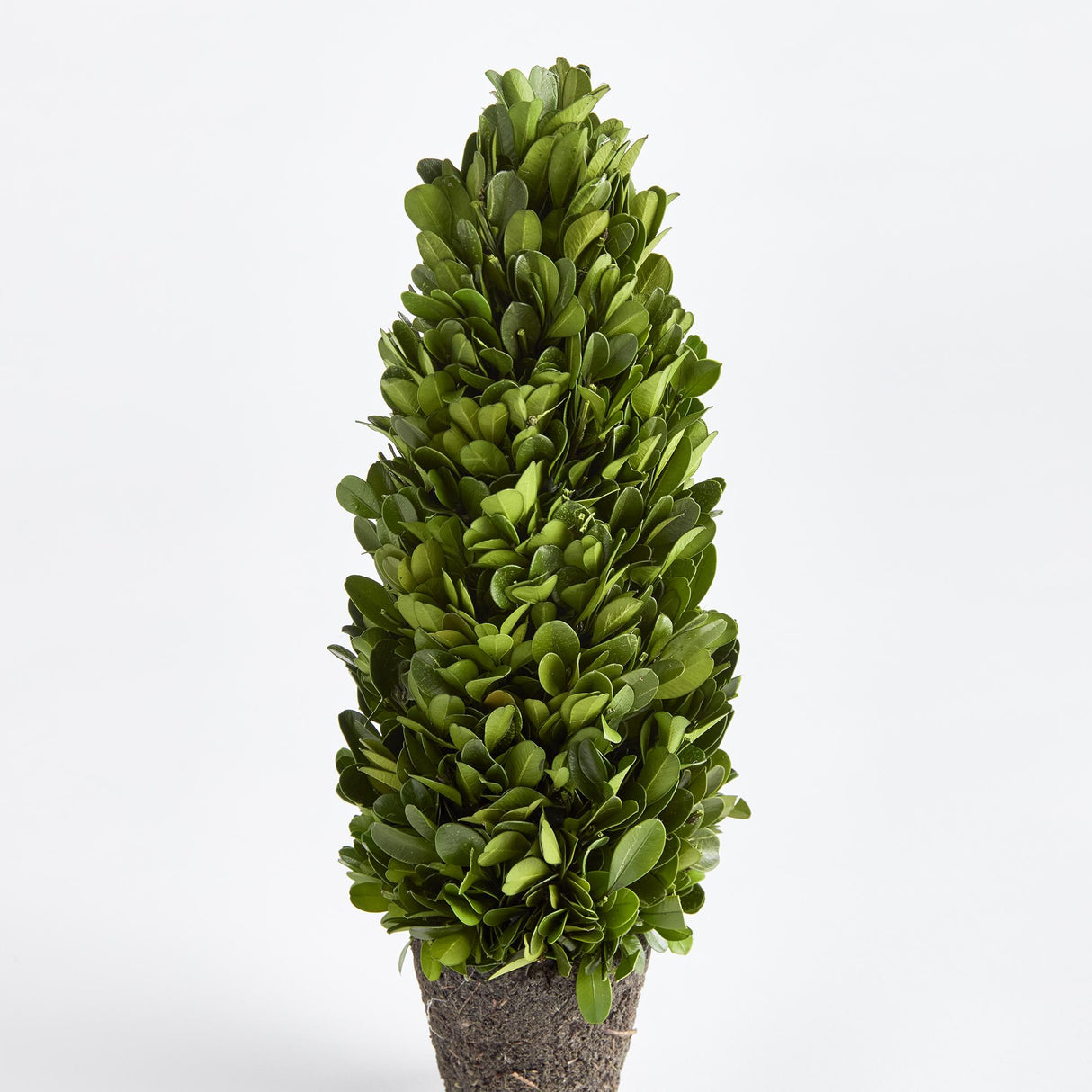 Napa Preserved boxwood BOXWOOD CONE TOPIARY DROP-IN 12"