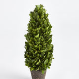 Napa Preserved boxwood BOXWOOD CONE TOPIARY DROP-IN 12"
