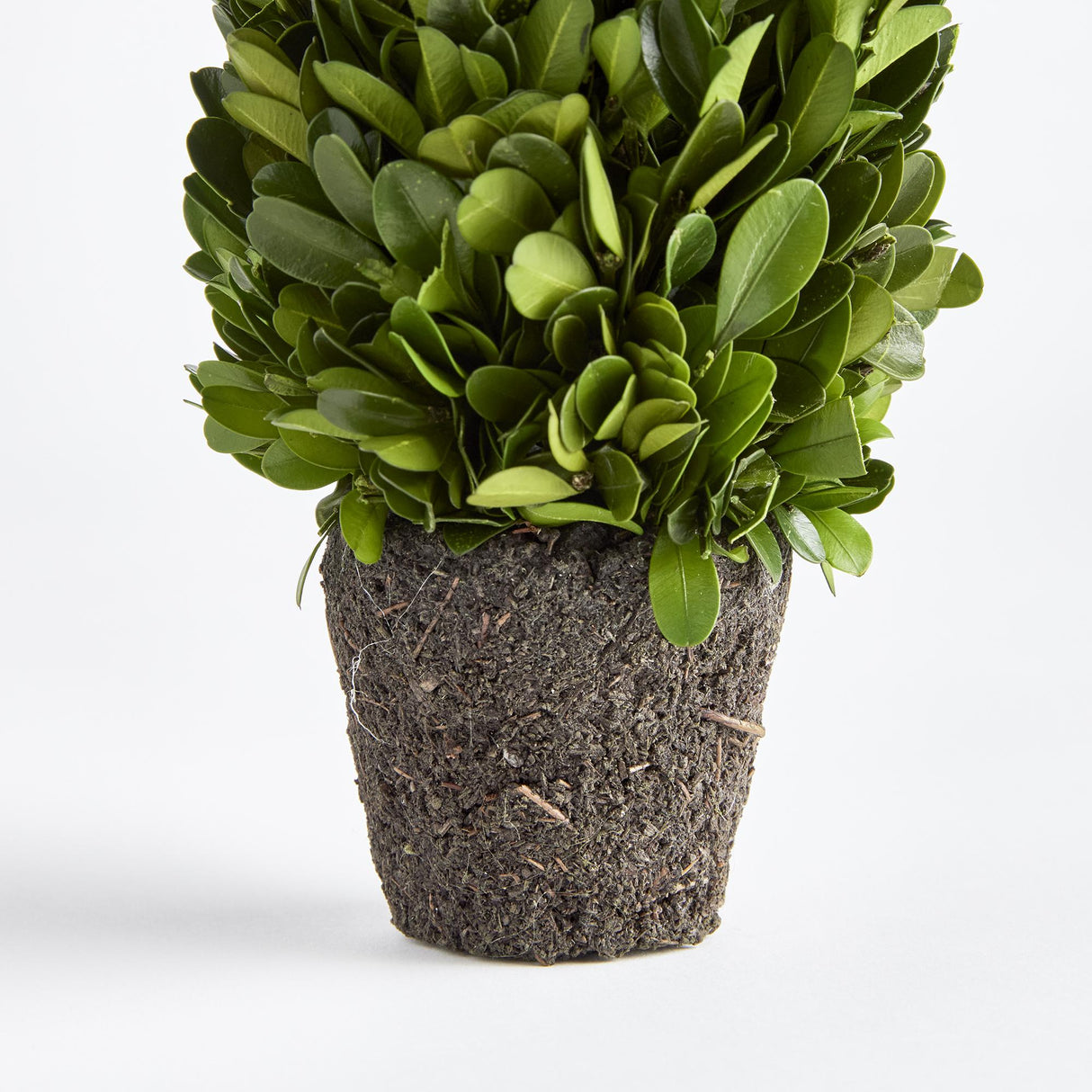 Napa Preserved boxwood BOXWOOD CONE TOPIARY DROP-IN 12"