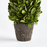Napa Preserved boxwood BOXWOOD CONE TOPIARY DROP-IN 12"