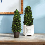 Napa Preserved boxwood BOXWOOD CONE TOPIARY DROP-IN 12"