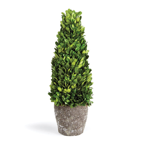 Napa Preserved boxwood BOXWOOD CONE TOPIARY DROP-IN 16"