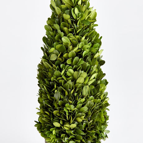 Napa Preserved boxwood BOXWOOD CONE TOPIARY DROP-IN 16"