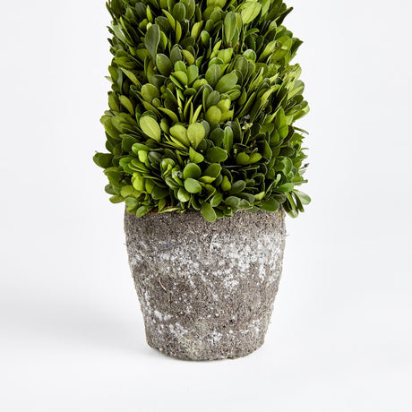 Napa Preserved boxwood BOXWOOD CONE TOPIARY DROP-IN 16"