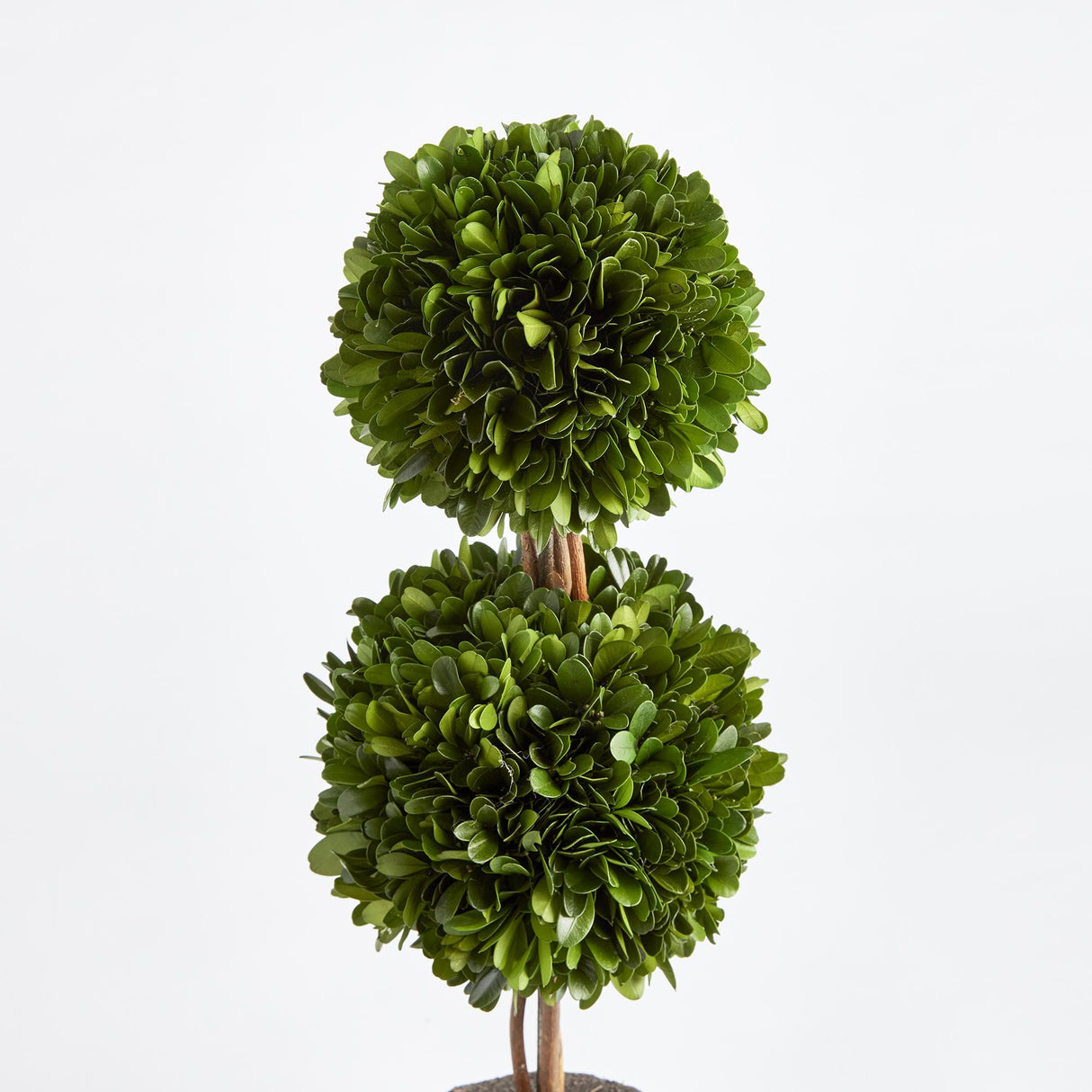 Napa Preserved boxwood BOXWOOD DOUBLE SPHERE TOPIARY DROP-IN 20"