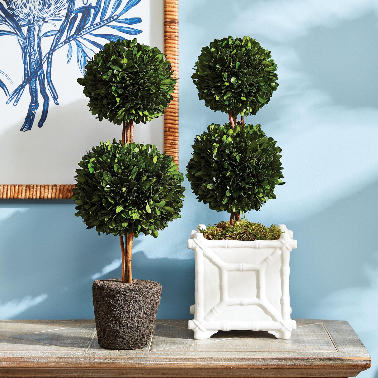 Napa Preserved boxwood BOXWOOD DOUBLE SPHERE TOPIARY DROP-IN 20"