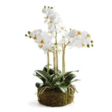 Napa White PHALAENOPSIS ORCHID BOWL DROP-IN 20"