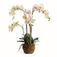 Napa Blush PHALAENOPSIS ORCHID DROP-IN 30"