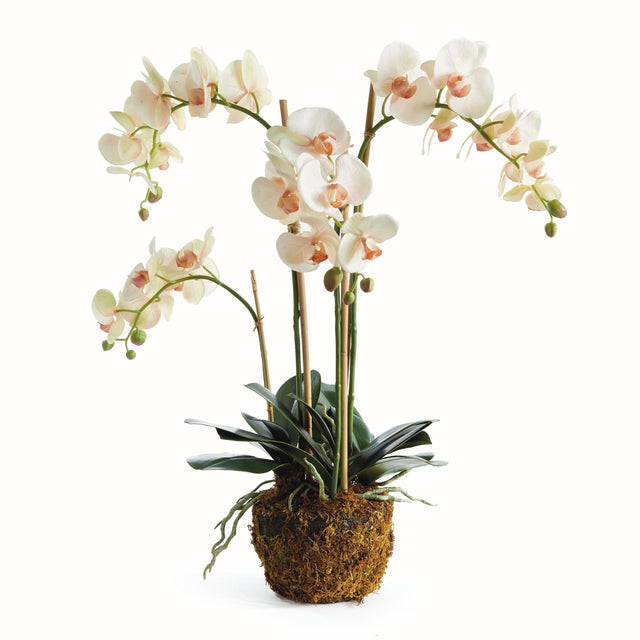 Napa Blush PHALAENOPSIS ORCHID DROP-IN 30"