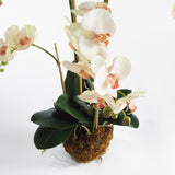 Napa Blush PHALAENOPSIS ORCHID DROP-IN 30"