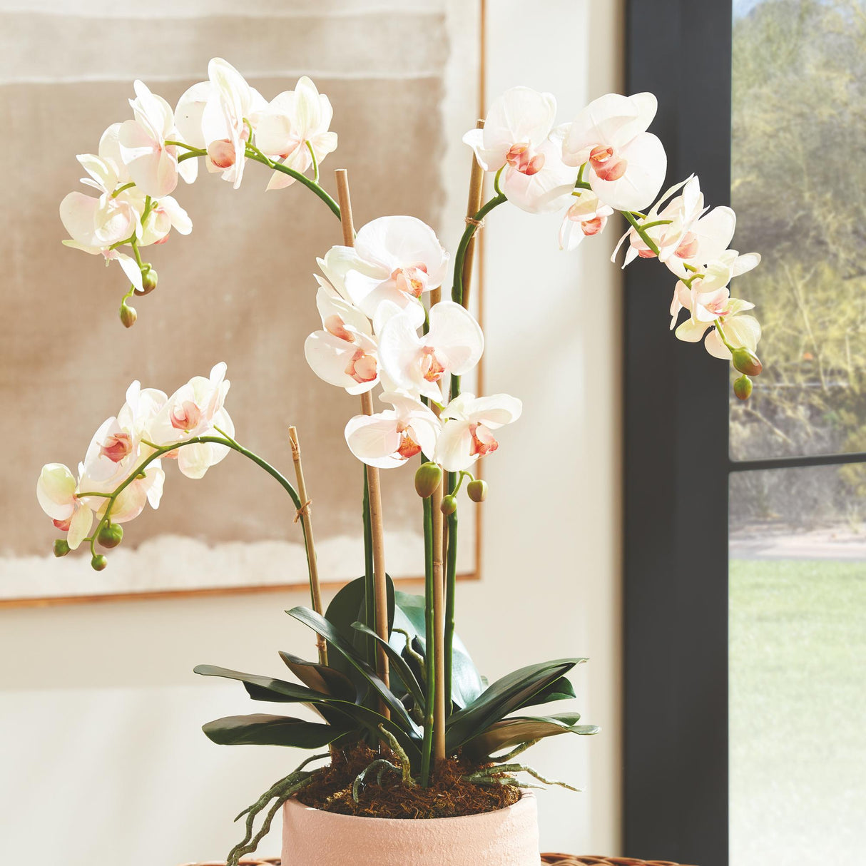 Napa Blush PHALAENOPSIS ORCHID DROP-IN 30"