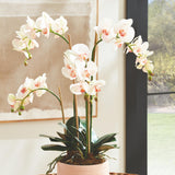 Napa Blush PHALAENOPSIS ORCHID DROP-IN 30"