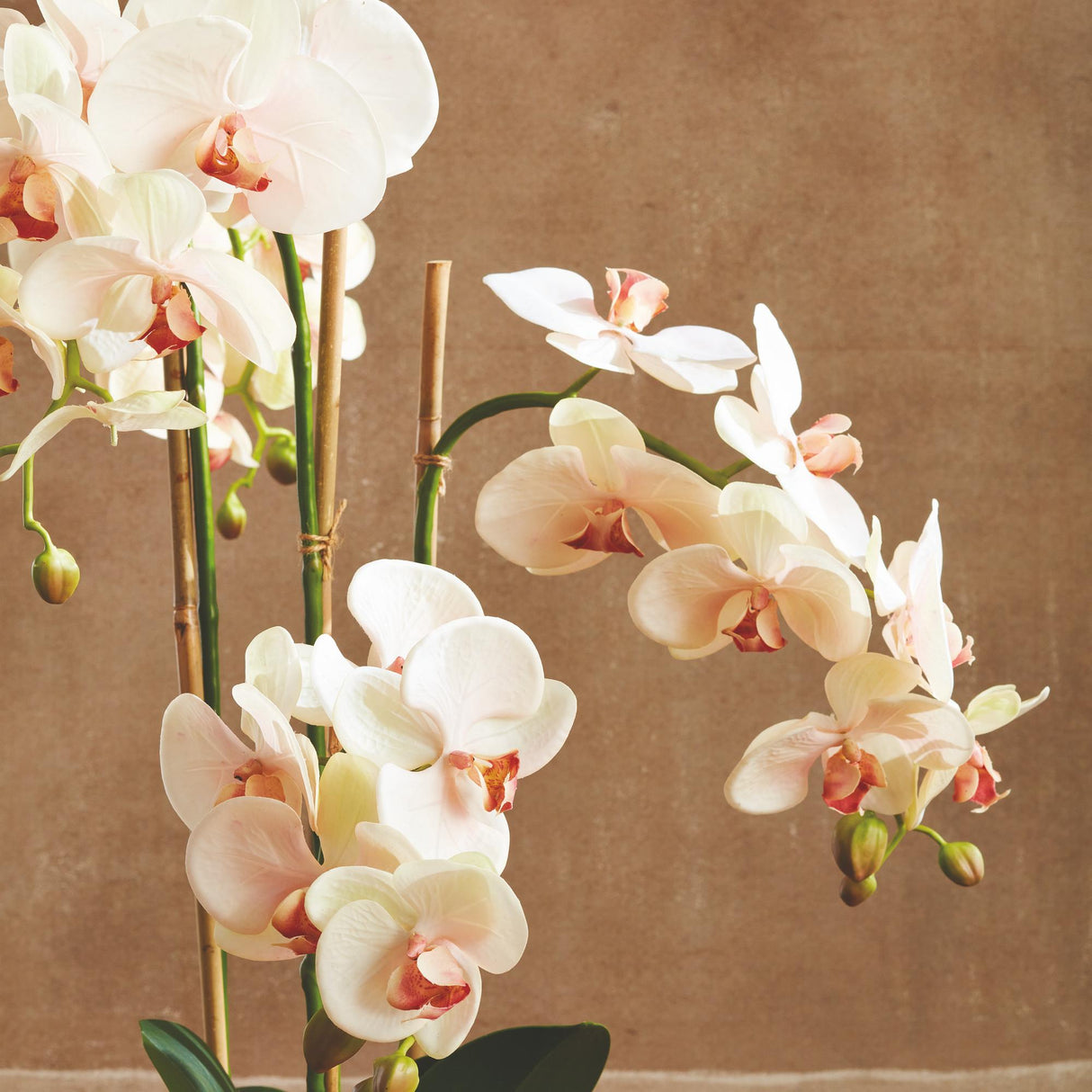 Napa Blush PHALAENOPSIS ORCHID DROP-IN 30"