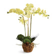 Napa Yellow PHALAENOPSIS ORCHID DROP-IN 30"