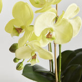 Napa Yellow Phalaenopsis Orchid Drop-In 30"