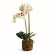 Napa Blush PHALAENOPSIS ORCHID DROP-IN 23"