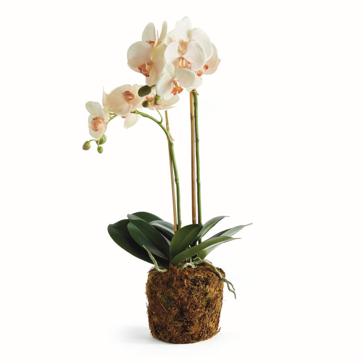 Napa Blush PHALAENOPSIS ORCHID DROP-IN 23"