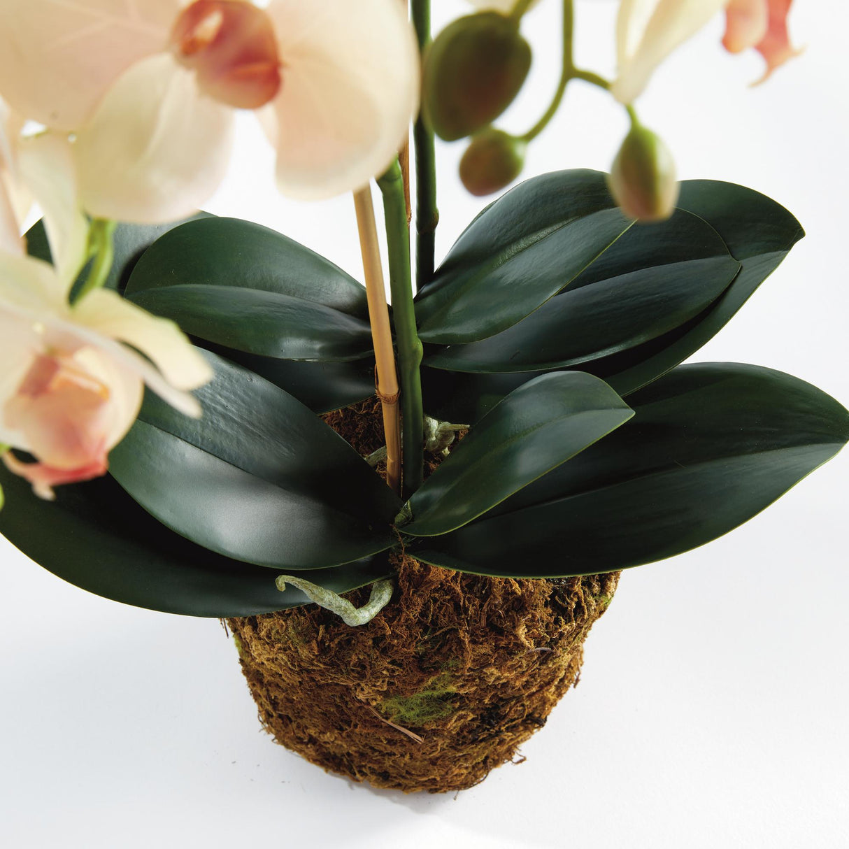 Napa Blush PHALAENOPSIS ORCHID DROP-IN 23"