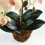 Napa Blush PHALAENOPSIS ORCHID DROP-IN 23"