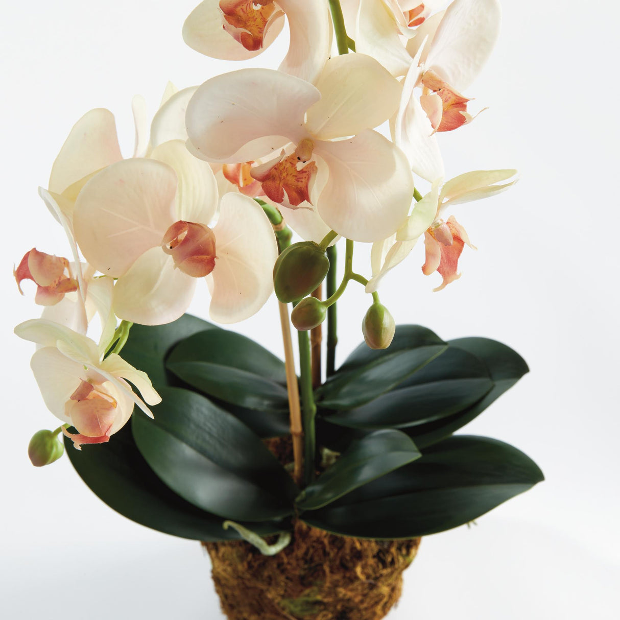Napa Blush PHALAENOPSIS ORCHID DROP-IN 23"