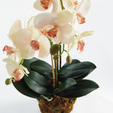 Napa Blush PHALAENOPSIS ORCHID DROP-IN 23"