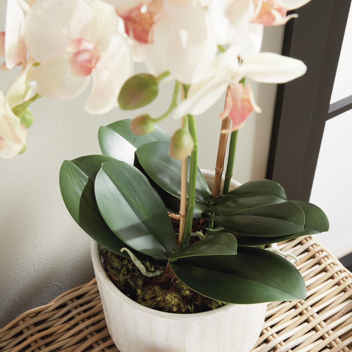 Napa Blush PHALAENOPSIS ORCHID DROP-IN 23"