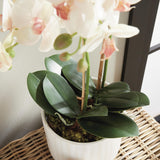 Napa Blush PHALAENOPSIS ORCHID DROP-IN 23"