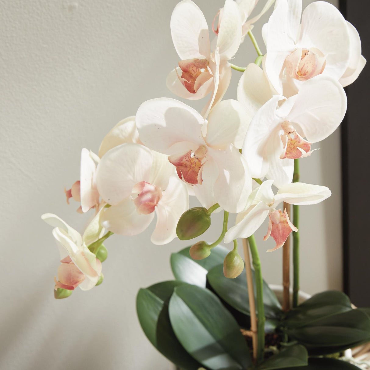 Napa Blush PHALAENOPSIS ORCHID DROP-IN 23"