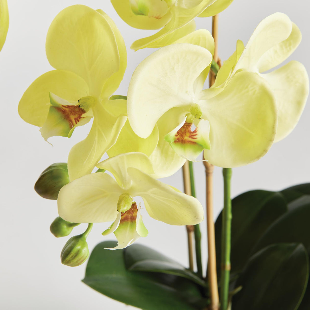 Napa Yellow PHALAENOPSIS ORCHID DROP-IN 23"