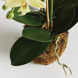 Napa Yellow PHALAENOPSIS ORCHID DROP-IN 23"