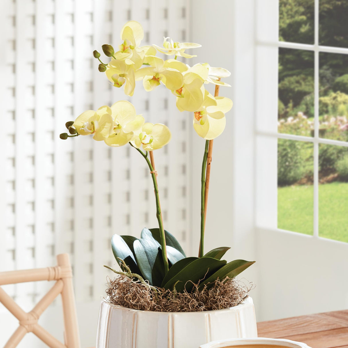 Napa Yellow PHALAENOPSIS ORCHID DROP-IN 23"