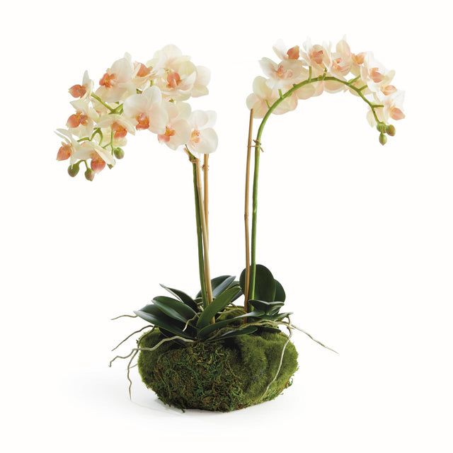 Napa Blush PHALAENOPSIS 16" MINI GARDEN DROP-IN
