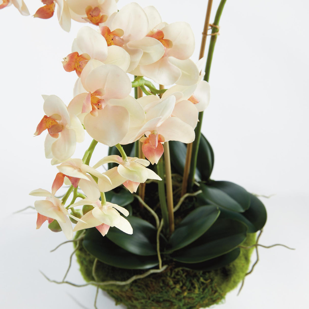 Napa Blush PHALAENOPSIS 16" MINI GARDEN DROP-IN