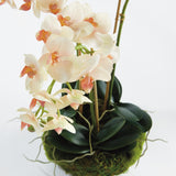 Napa Blush PHALAENOPSIS 16" MINI GARDEN DROP-IN