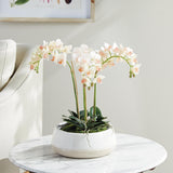 Napa Blush PHALAENOPSIS 16" MINI GARDEN DROP-IN