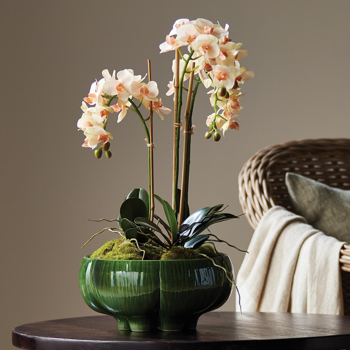 Napa Blush PHALAENOPSIS 16" MINI GARDEN DROP-IN