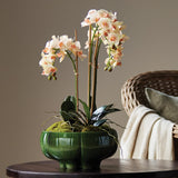 Napa Blush PHALAENOPSIS 16" MINI GARDEN DROP-IN