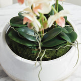 Napa Blush PHALAENOPSIS 16" MINI GARDEN DROP-IN