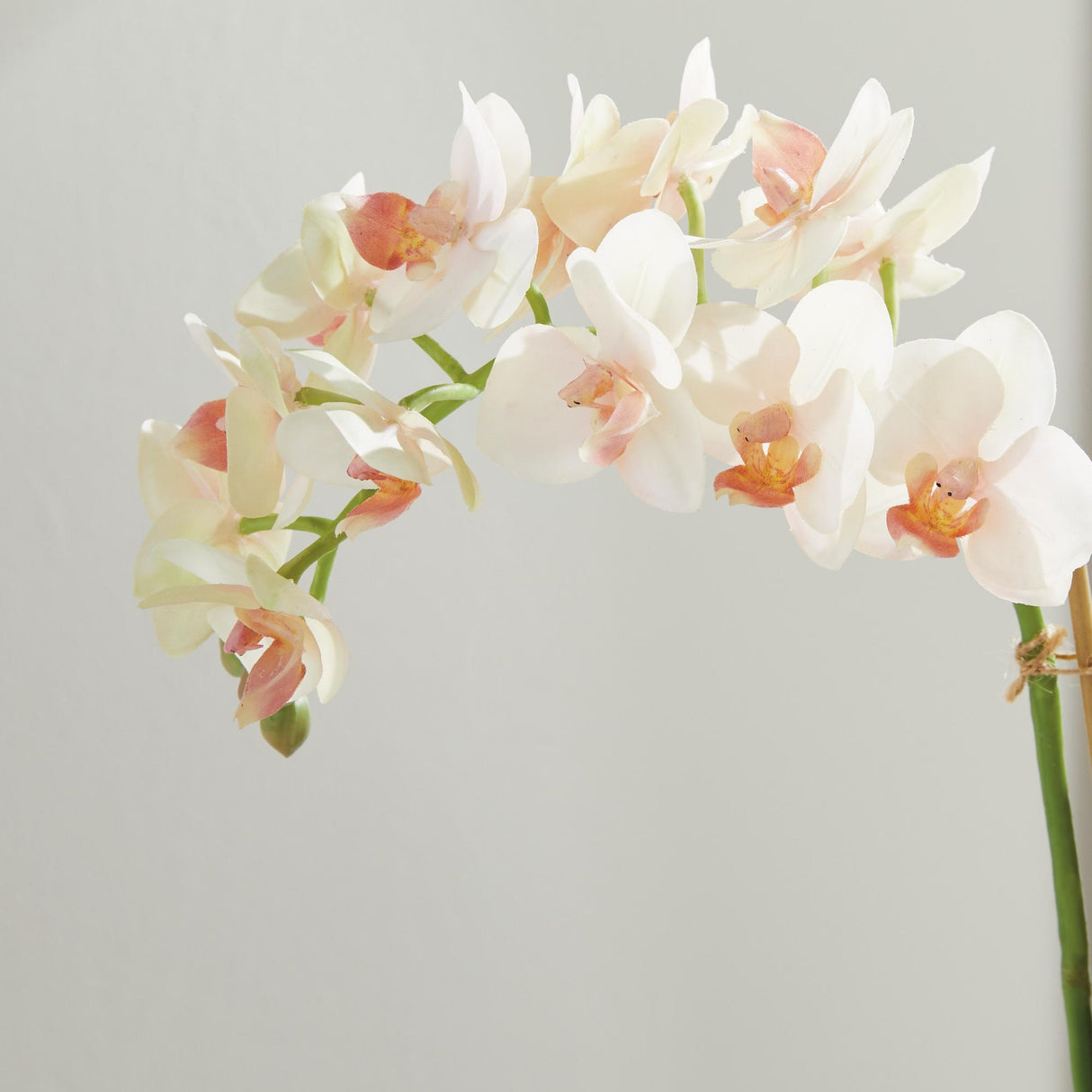 Napa Blush PHALAENOPSIS 16" MINI GARDEN DROP-IN
