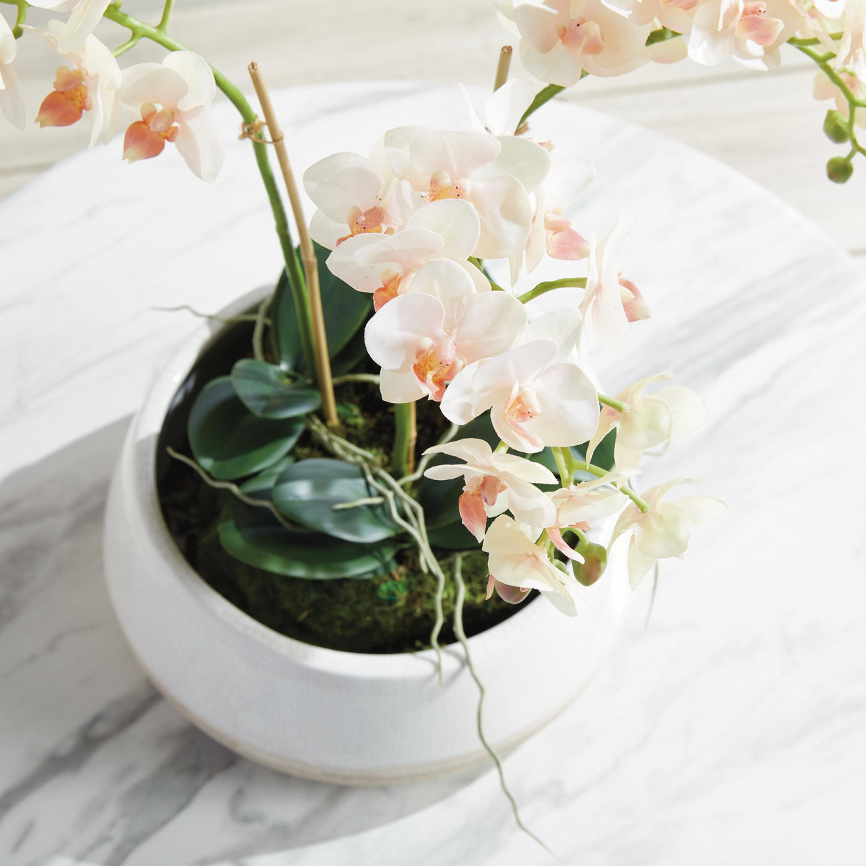Napa Blush PHALAENOPSIS 16" MINI GARDEN DROP-IN