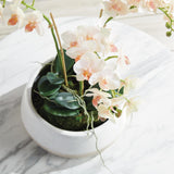 Napa Blush PHALAENOPSIS 16" MINI GARDEN DROP-IN