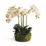Napa Blush PHALAENOPSIS ORCHID BOWL DROP-IN 18.5"