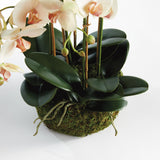 Napa Blush PHALAENOPSIS ORCHID BOWL DROP-IN 18.5"