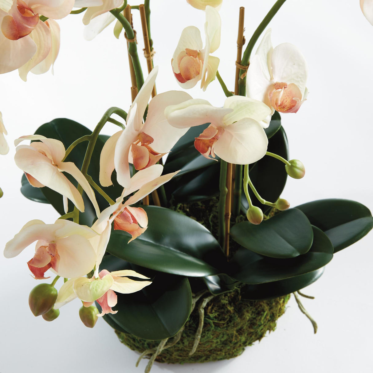 Napa Blush PHALAENOPSIS ORCHID BOWL DROP-IN 18.5"