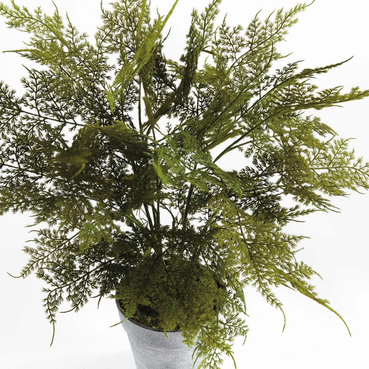 Napa  PLUMOSA FERN DROP-IN 21"