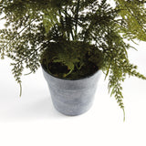 Napa  PLUMOSA FERN DROP-IN 21"
